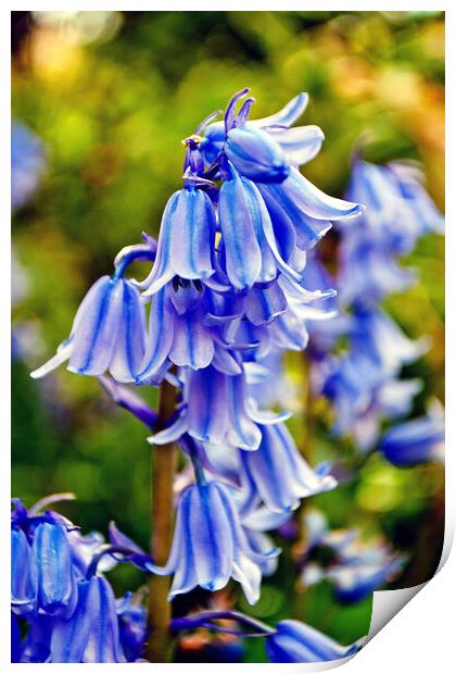 Bluebells Spring Flowers Hyacinthoides Print by Andy Evans Photos