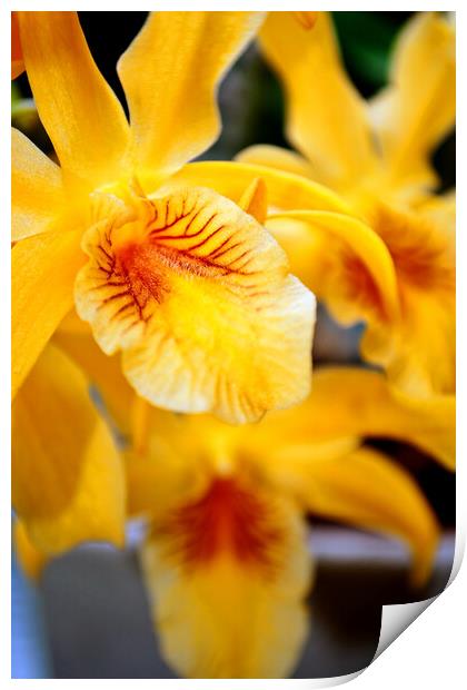 Yellow Orchid Flower Flowering Plant Print by Andy Evans Photos