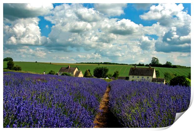 Lavender Field Summer Flowers Cotswolds Worcestershire England Print by Andy Evans Photos