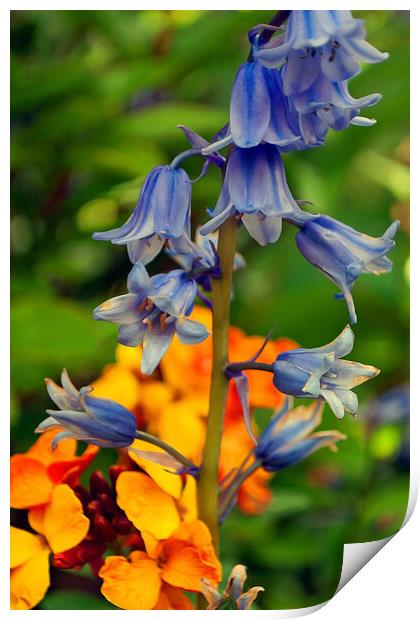 Bluebells Bluebell Spring Flowers Print by Andy Evans Photos