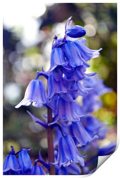 Bluebells Bluebell Spring Flowers Print by Andy Evans Photos