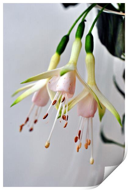 White Fuchsia Hawkshead Summer Flower Print by Andy Evans Photos