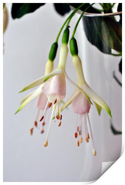 White Fuchsia Hawkshead Summer Flower Print by Andy Evans Photos