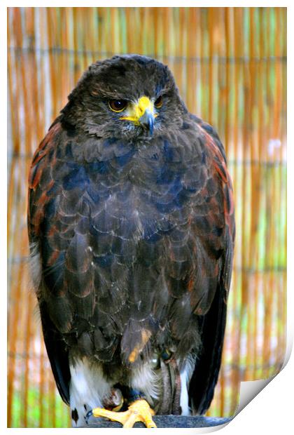 Harris Hawk Bird Of Prey Print by Andy Evans Photos