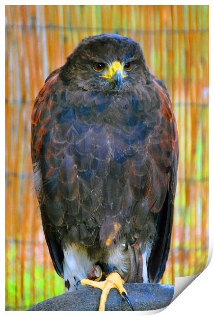 Harris Hawk Bird Of Prey Print by Andy Evans Photos