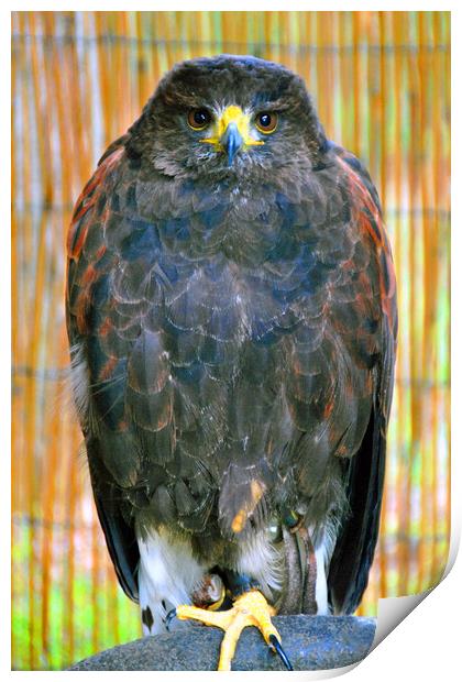 Harris Hawk Bird Of Prey Print by Andy Evans Photos