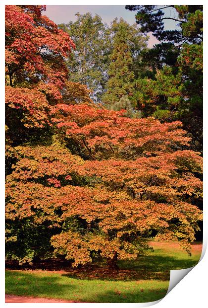 Autumn Acer Tree Westonbirt Arboretum Cotswolds Print by Andy Evans Photos