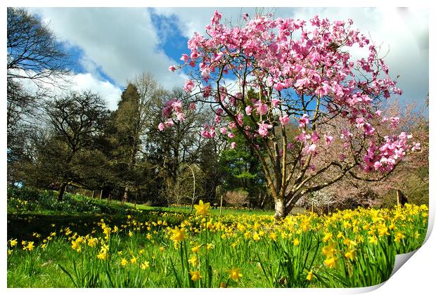 Magnolia Tree Batsford Arboretum Cotswolds UK Print by Andy Evans Photos