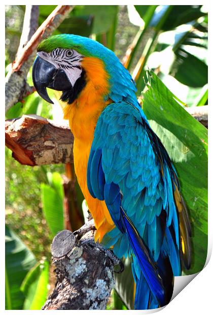 Macaw Parrot Yellow And Blue Bird Print by Andy Evans Photos
