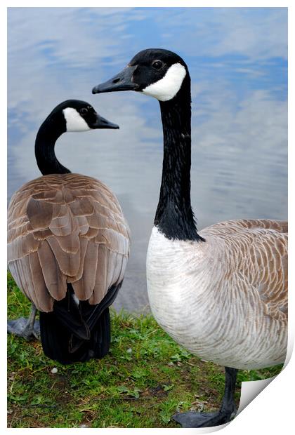 Canada Goose Canadian Geese Wild Bird Print by Andy Evans Photos
