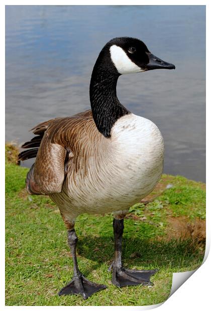 Canada Goose Canadian Geese Wild Bird Print by Andy Evans Photos