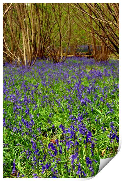 Enchanting Bluebell Woods Immersed in Berkshire Be Print by Andy Evans Photos