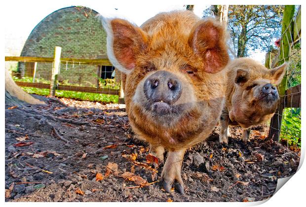 Enchanting New Zealand Kunekune Portrait Print by Andy Evans Photos