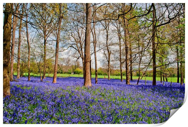 Enchanting Bluebell Canopy, Oxfordshire's Heart Print by Andy Evans Photos