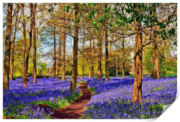 Enchanting Bluebell Woods: Oxfordshire's Spring De Print by Andy Evans Photos