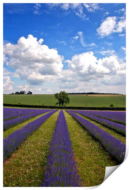 'Summertime Lavender Bliss, Cotswolds England' Print by Andy Evans Photos