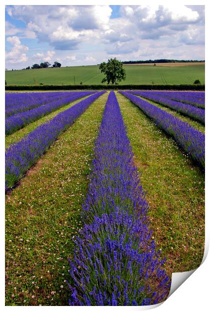 Quintessential English Lavender: Cotswolds' Summer Print by Andy Evans Photos