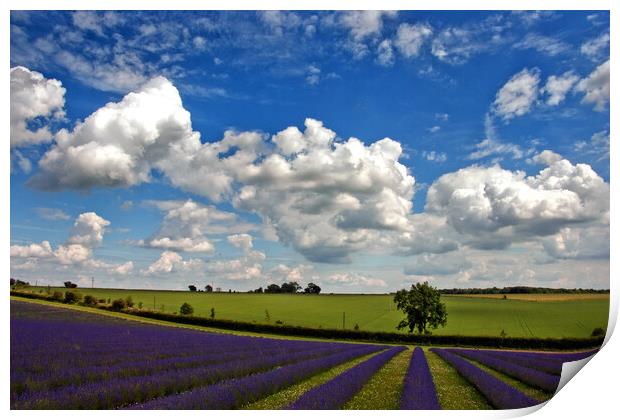 Enchanting Lavender Seascape, Cotswolds, England Print by Andy Evans Photos