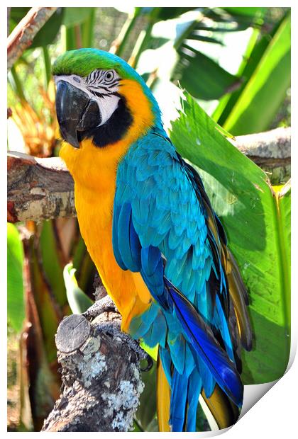 Vibrant Blue and Yellow Macaw Portrait Print by Andy Evans Photos
