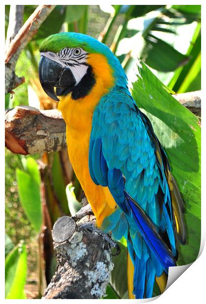 Vibrant Macaw Parrot: Nature's Colour Palette Print by Andy Evans Photos