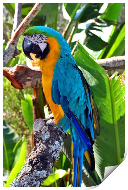 Macaw Parrot Yellow And Blue Bird Print by Andy Evans Photos