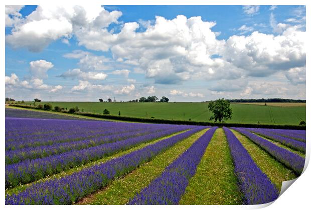 Enchanting Cotswolds Lavender Field Print by Andy Evans Photos