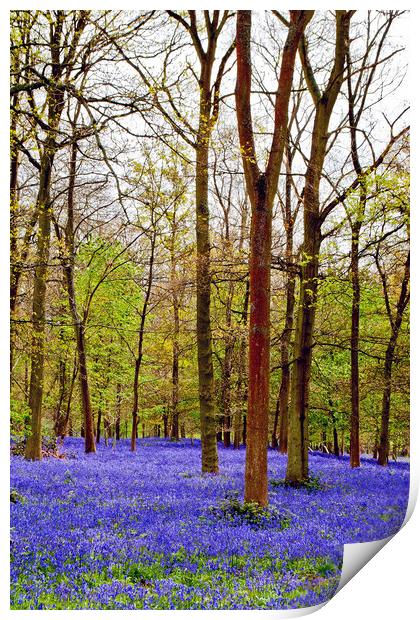 Bluebell Woods Greys Court Oxfordshire England UK Print by Andy Evans Photos