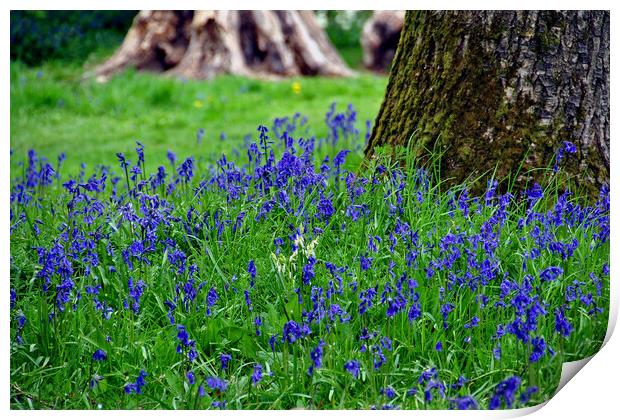 Bluebell Woods Bluebells Basildon Park Reading Berkshire Print by Andy Evans Photos