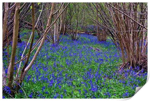 Bluebell Woods Bluebells Basildon Park Reading Berkshire Print by Andy Evans Photos