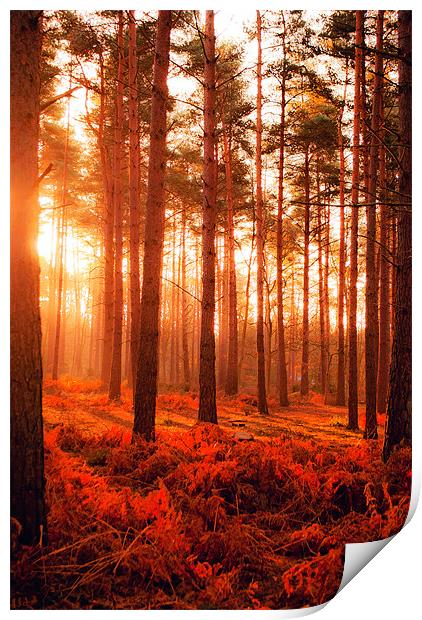 Wokefield Common, West Berkshire Print by Andy Evans Photos