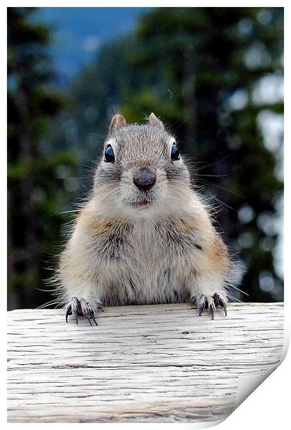 Chipmunk in Banff, Canada Print by Andy Evans Photos