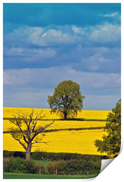 Golden Sea of Rapeseed Print by Andy Evans Photos