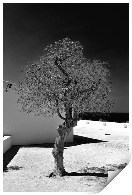 Old Olive tree in the Algarve Portugal Print by Andy Evans Photos
