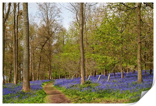 Bluebell Woods Greys Court Oxfordshire Print by Andy Evans Photos