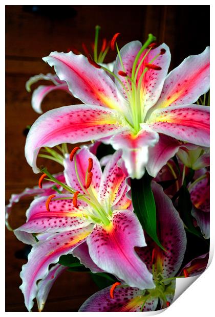 Pink Lily Lilium herbaceous flowering plants Print by Andy Evans Photos