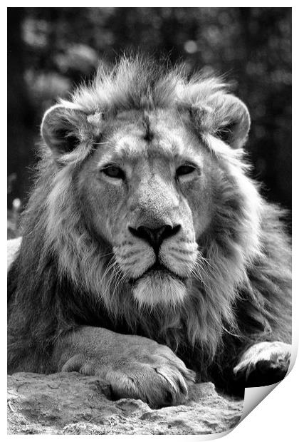 Asiatic Lion panthera leo persica big cat male Print by Andy Evans Photos