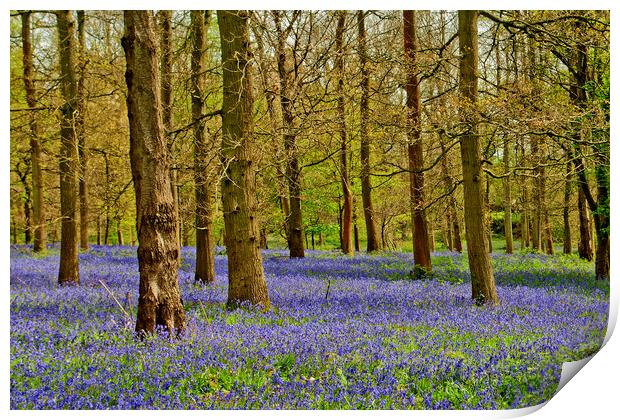 Bluebell Woods Greys Court Oxfordshire UK Print by Andy Evans Photos