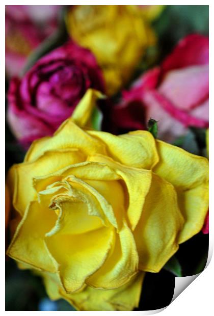 Yellow Pink And Red Rose's Summer Flowers Print by Andy Evans Photos