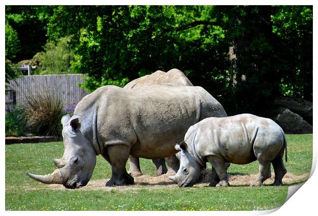 Southern White Rhino Rhinoceros Ceratotherium Simu Print by Andy Evans Photos