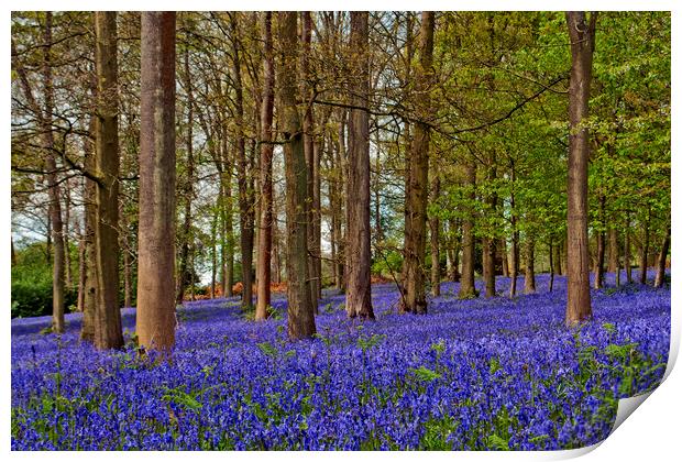 Bluebell Woods Greys Court Oxfordshire England UK Print by Andy Evans Photos