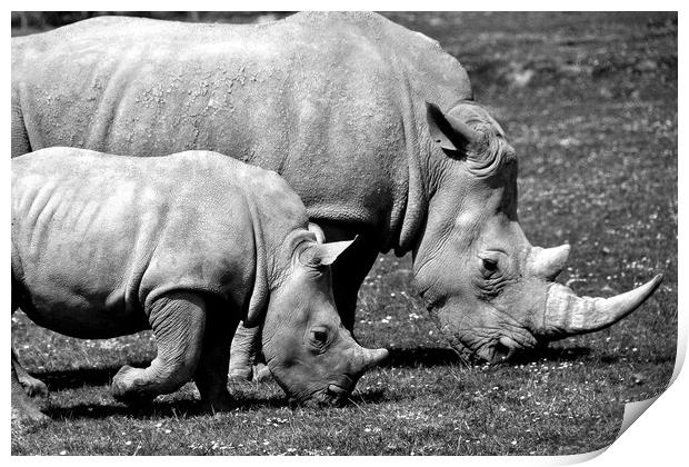 Southern White Rhino Rhinoceros Ceratotherium Simu Print by Andy Evans Photos