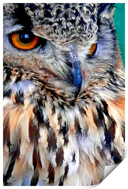 European Eagle Owl Bird of Prey Print by Andy Evans Photos