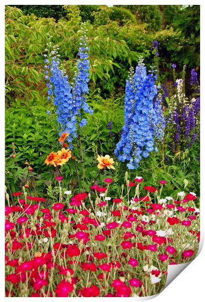 Blue Delphiniums Summer Flowers Print by Andy Evans Photos