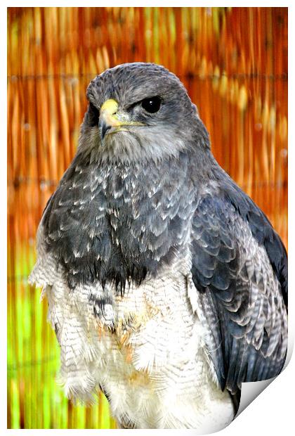 Chilean Eagle Black Chested Buzzard Print by Andy Evans Photos