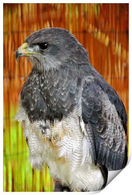 Chilean Eagle Black Chested Buzzard Eagle Print by Andy Evans Photos