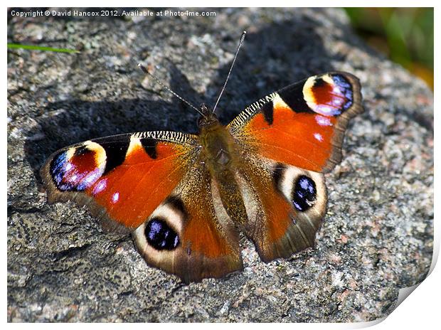 Pretty Peacock Print by David Hancox