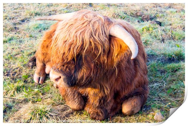 Highland Cow Print by David Hancox