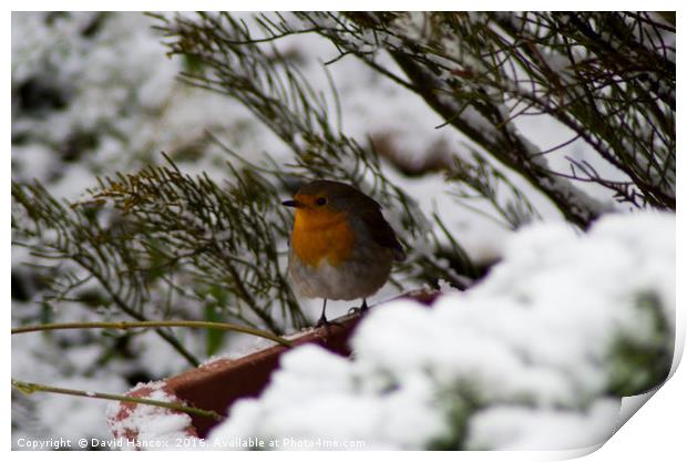 Winters Robin Print by David Hancox