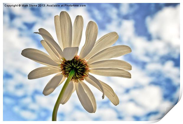white Daisy against a blue cloudy sky Print by Mark Stone