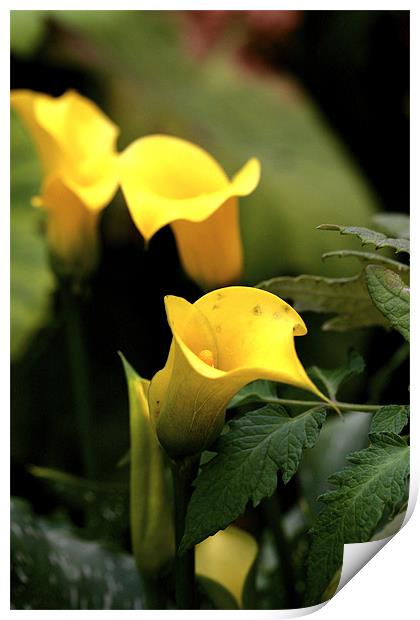 yellow flowers Print by anne lyubareva